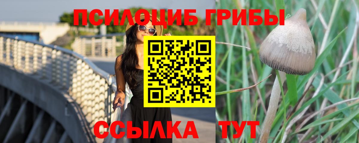 Псилоцибиновые грибы Psilocybe Избербаш